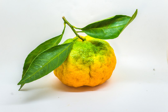 丑桔 橙子 芦柑 不知火柑