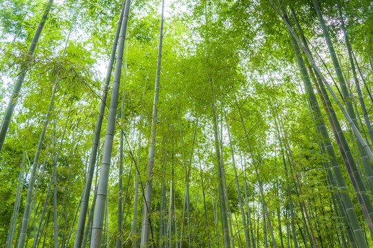 竹子 竹林