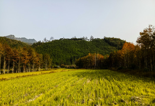 山野