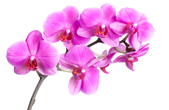 粉紅色的蘭花