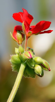 花園