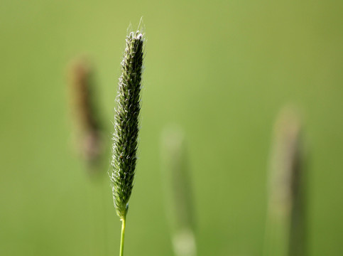 植物