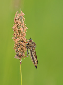 raubfliege