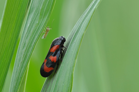 froghopper