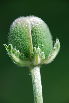 罌粟花蕾