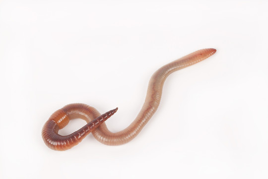 tauwurm
