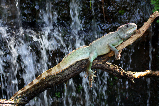 wasseragame