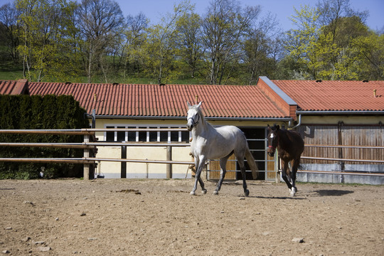 pferdehof4