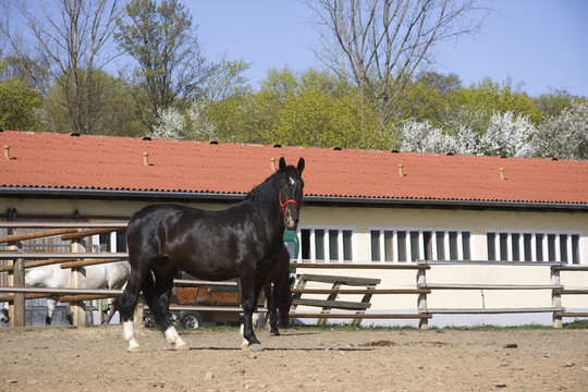 pferdehof6