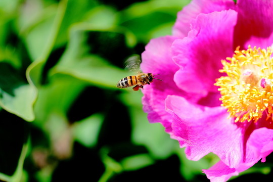 rosenblüte