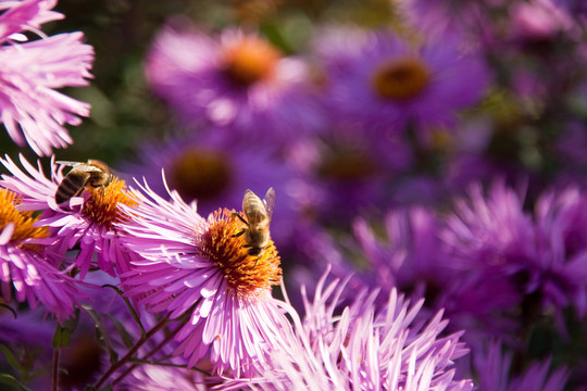 兩只蜜蜂auflila asters