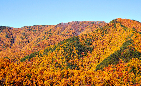 松樹林秋景 森林秋色