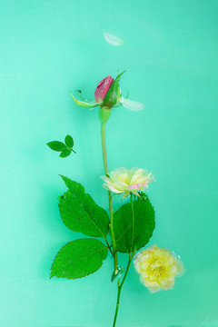 落水的花