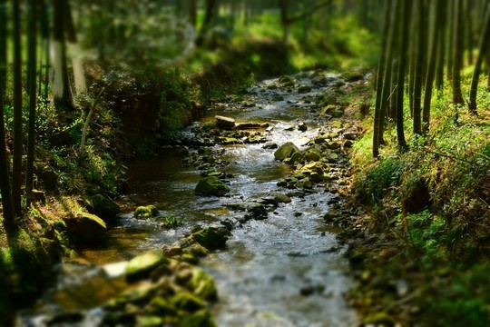 竹林溪水