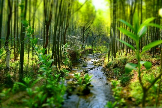 竹林流水