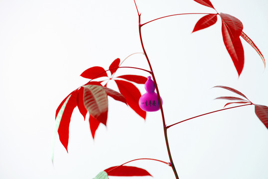 變色 發(fā)財(cái)樹(shù)