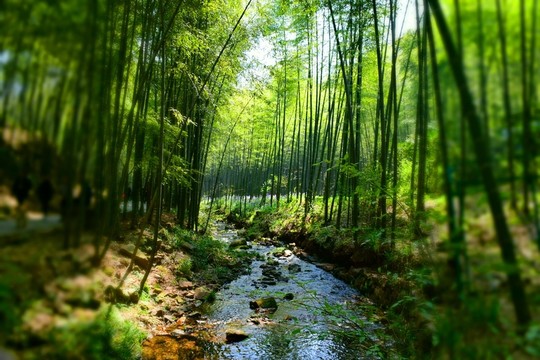 高清竹林溪流