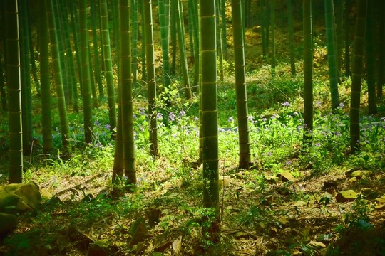 陽光竹林