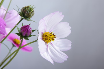 波斯菊