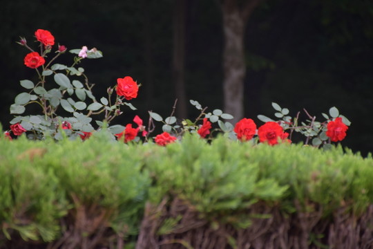 紅花