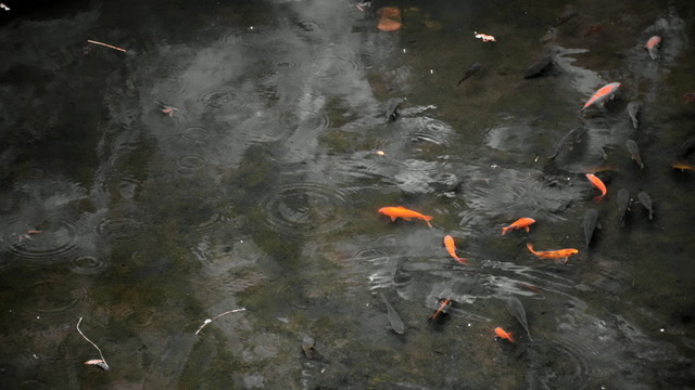 魚