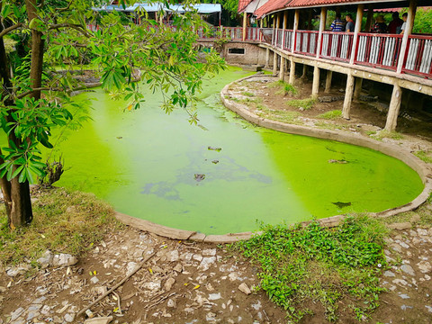 泰國北欖鱷魚湖動(dòng)物園