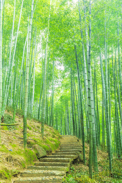 竹子竹林竹葉