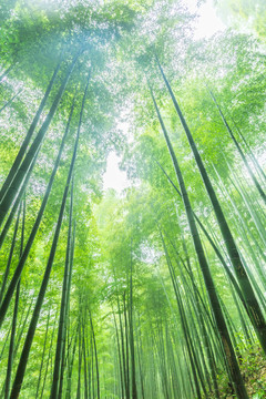 竹子竹林竹葉