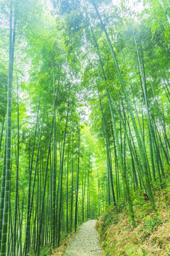 竹子竹林竹葉