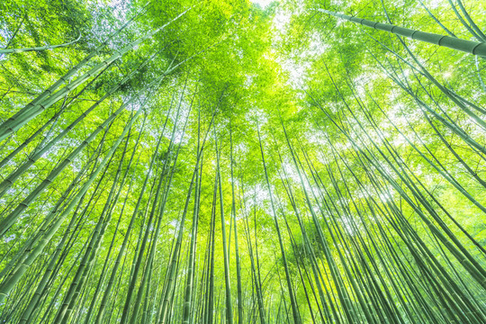 竹子竹林竹葉