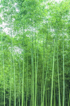 竹子竹林竹葉