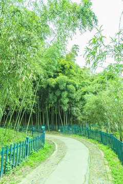 竹子竹林竹葉