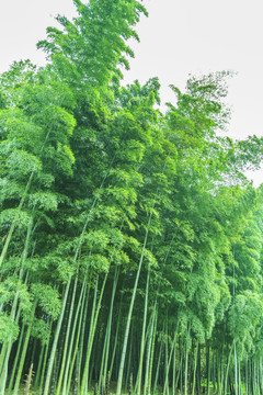 竹子竹林竹葉