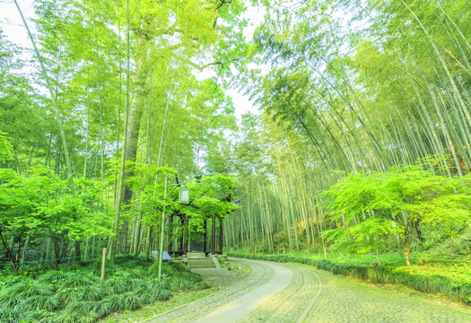 竹子竹林竹葉