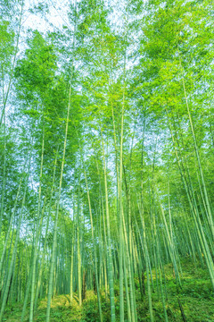 竹子竹林竹葉