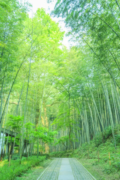 竹子竹林竹葉