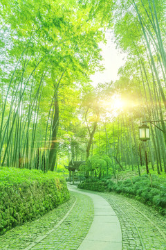 竹子竹林竹葉