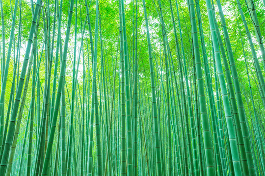 竹子竹林竹葉