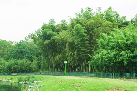 竹子竹林竹葉