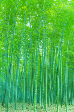 竹子竹林竹葉