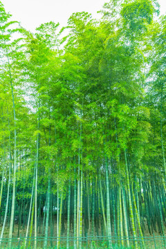 竹子竹林竹葉