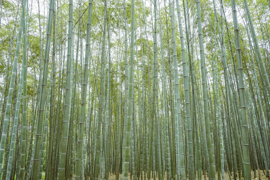 竹子竹林竹葉