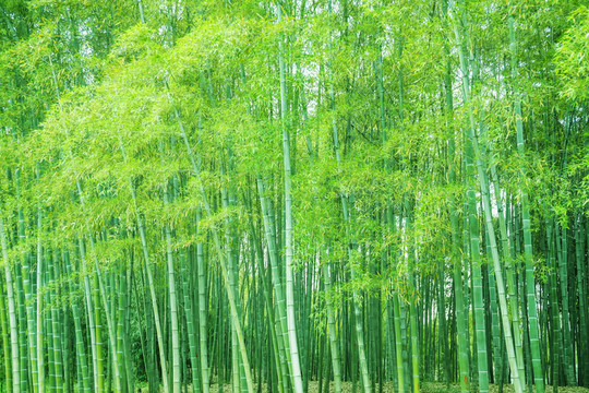竹子竹林竹葉