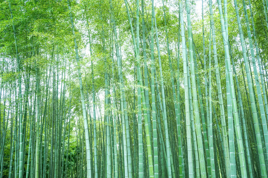 竹子竹林竹葉