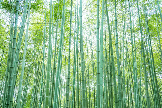 竹子竹林竹葉