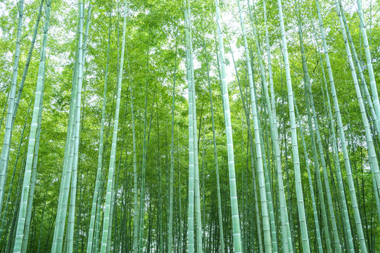 竹子竹林竹葉