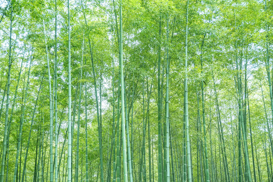 竹子竹林竹葉