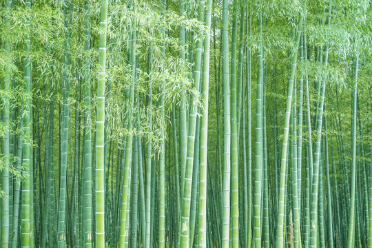 竹子竹林竹葉