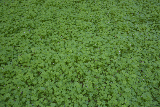 公園里的綠色植物
