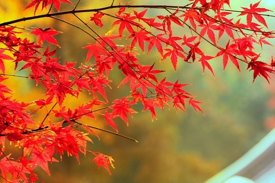 南京棲霞山